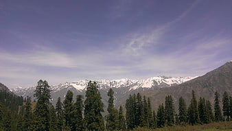 Snow-Capped Mountain Range with Pine Forest Foreground