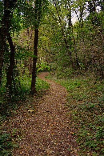 Winding dirt trail through dense green forest path