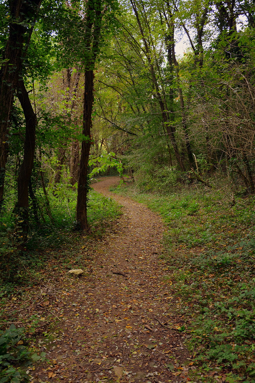 Winding dirt trail through dense green forest path