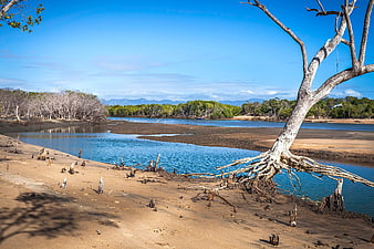 Dead tree with exposed roots on sandy riverbank at low tide