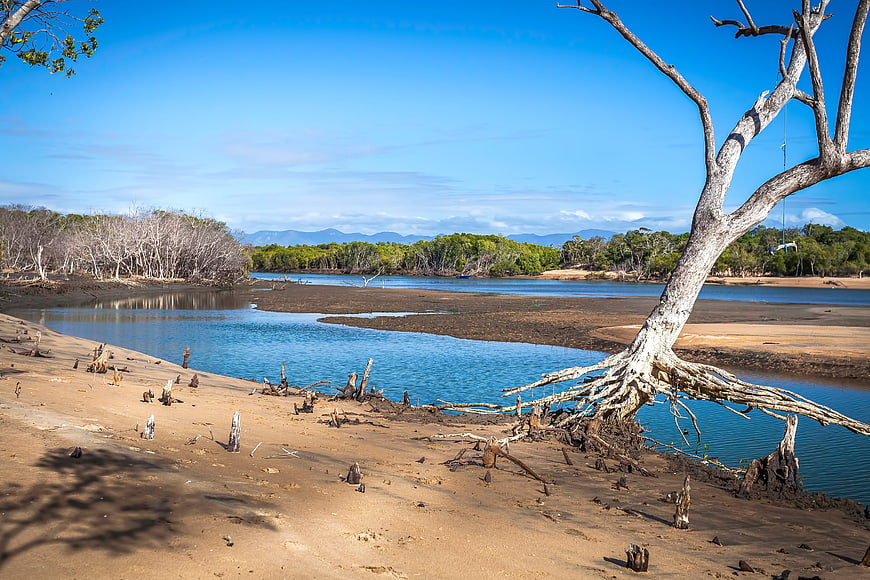 Dead tree with exposed roots on sandy riverbank at low tide