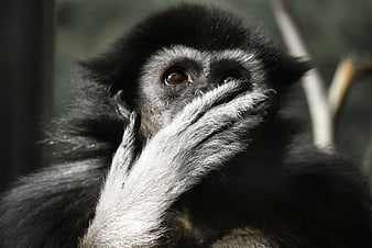 Close-up of Gibbon Monkey Covering Mouth with Hand