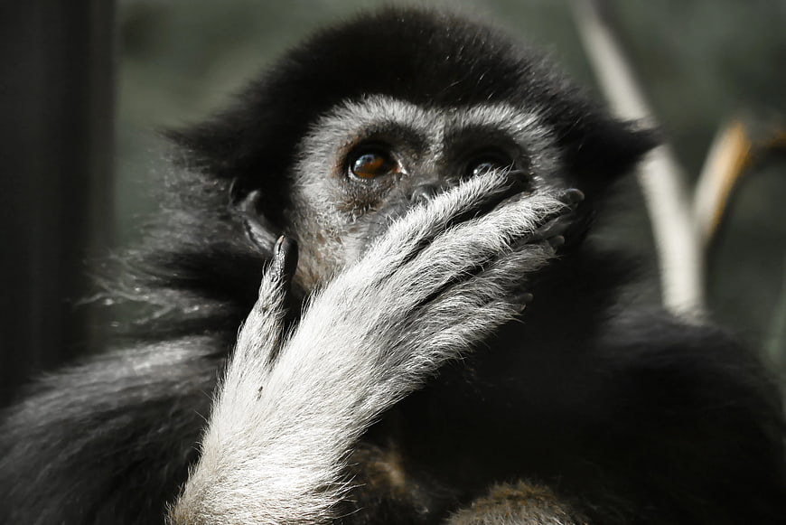 Close-up of Gibbon Monkey Covering Mouth with Hand