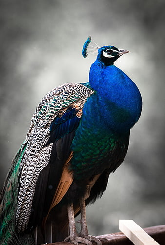 Majestic Blue Peacock Standing on Wooden Perch