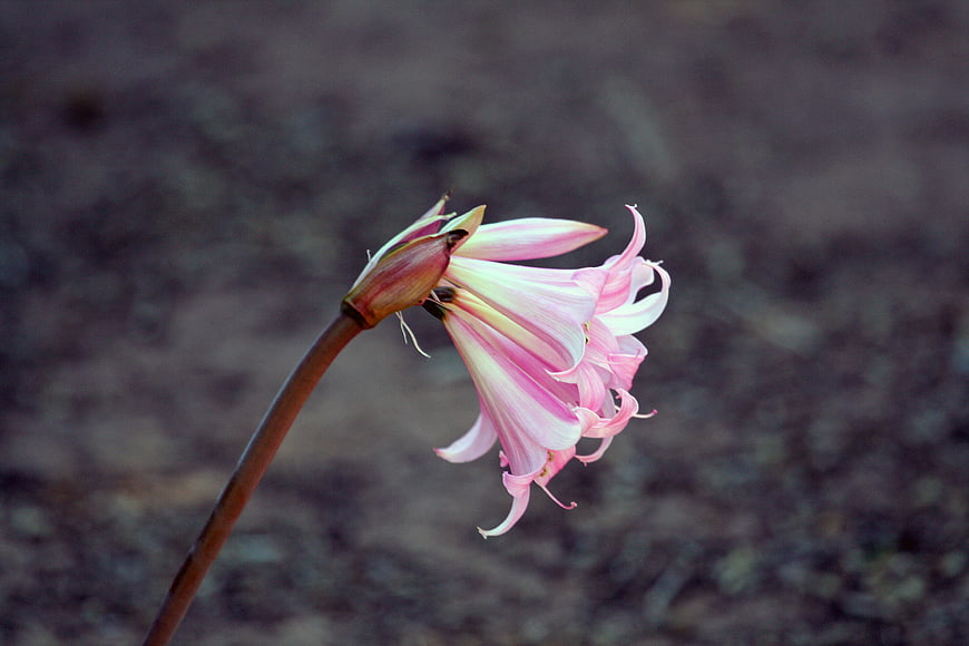 Pink Amaryllis Flower Bud Blooming Against Blurred Background