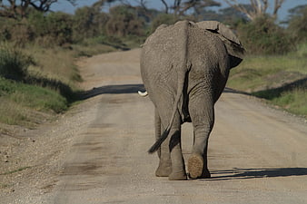 Rear View Of African Elephant Walking On Dirt Road In Savanna