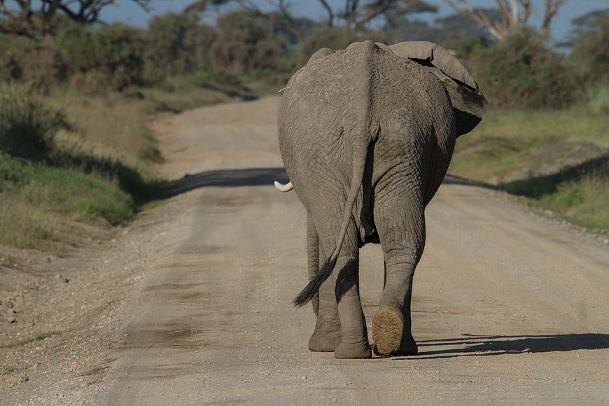 Rear View Of African Elephant Walking On Dirt Road In Savanna