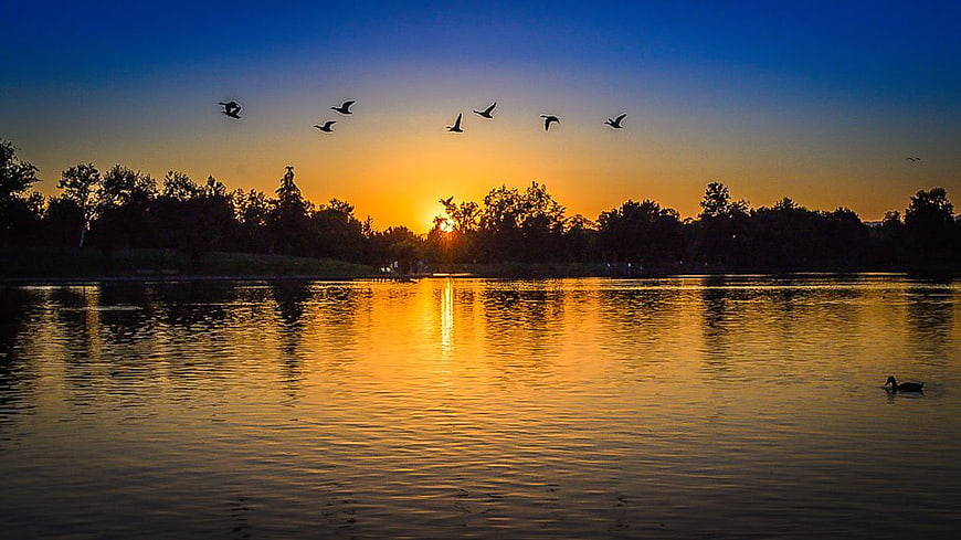 Silhouetted Birds Flying Over Lake at Golden Sunset