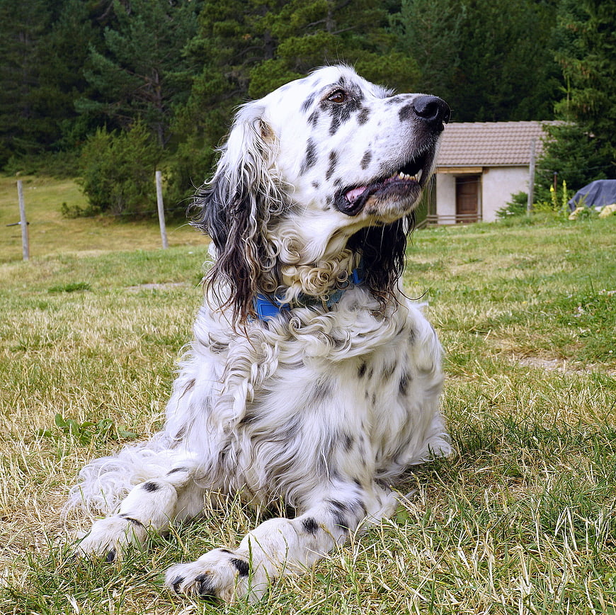 White and black speckled dog resting in a grassy field