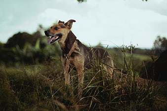 Happy mixed breed dog panting in tall grass field