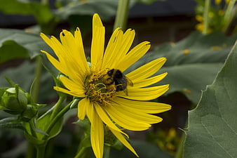 Bumblebee Pollinating Yellow Sunflower Close Up
