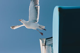 Seagull in Flight Against Blue Sky