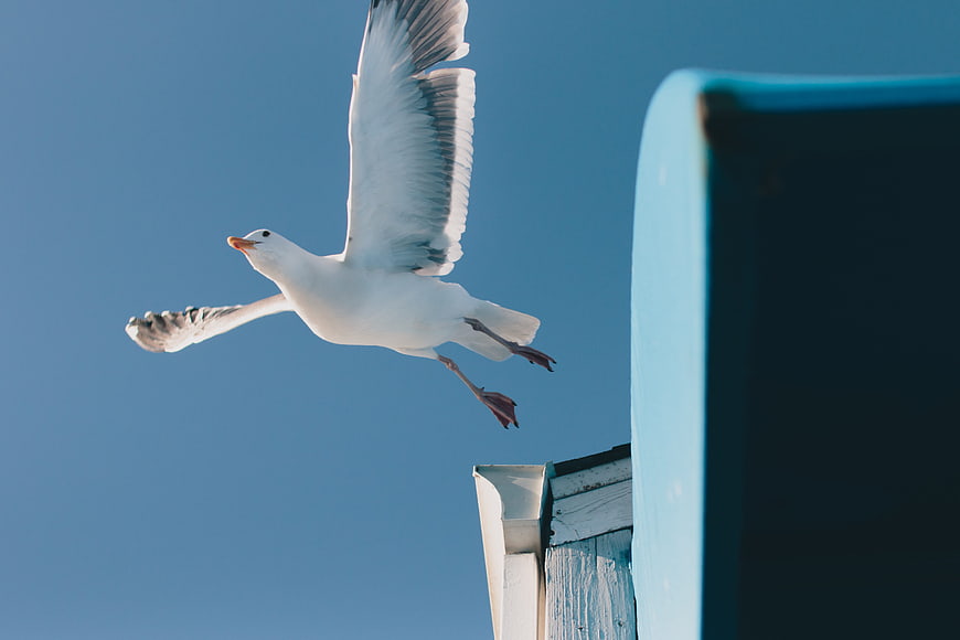 Seagull in Flight Against Blue Sky