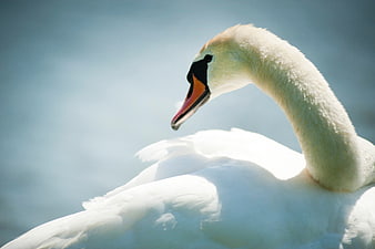 Close-up of a white swan swimming in blue water
