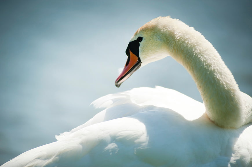 Close-up of a white swan swimming in blue water