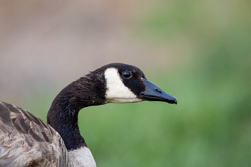 Close-up portrait of a Canada goose head in profile