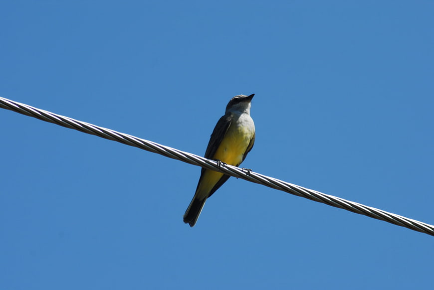 Yellow-bellied Flycatcher Perched on Wire Against Blue Sky