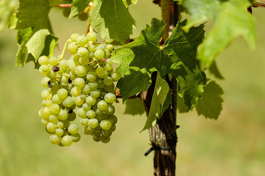 Fresh Green Grapes Hanging on Vine in Sunlight