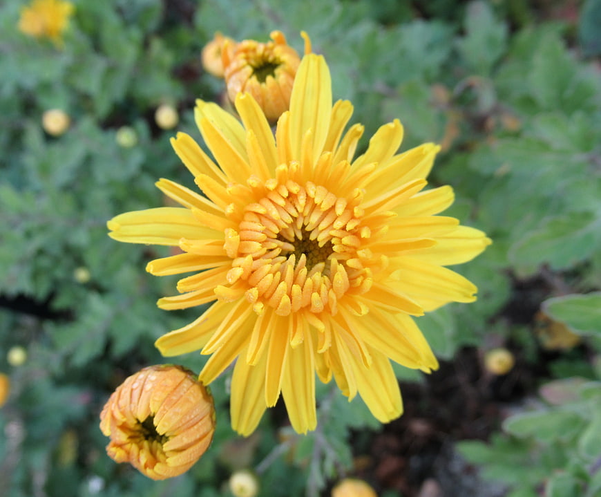 Close-up of vibrant yellow chrysanthemum flower in garden