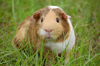 Cute Guinea Pig Portrait in Green Grass
