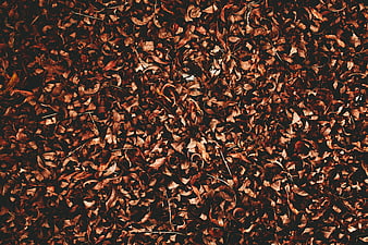 Top view of brown dried autumn leaves texture background
