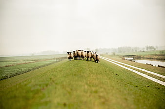 Flock of Sheep on Green Hill in Misty Landscape