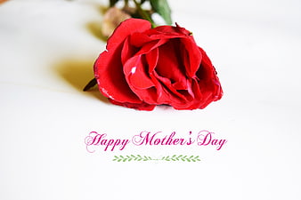 Red Rose With Happy Mother's Day Text On White Background