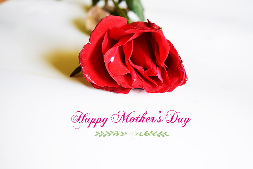 Red Rose With Happy Mother's Day Text On White Background