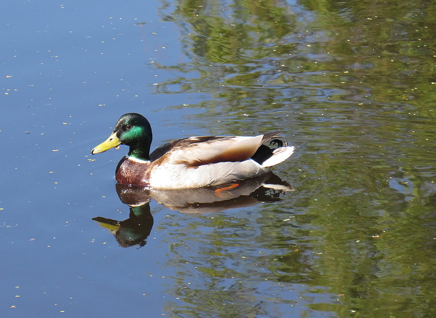 Male Mallard Duck Swimming in a Calm Pond