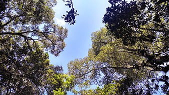 Low angle view of forest canopy against blue sky