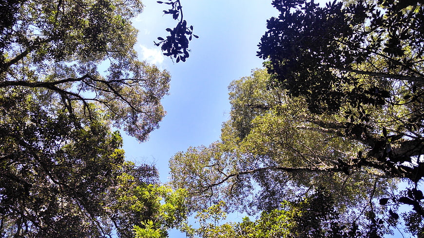Low angle view of forest canopy against blue sky