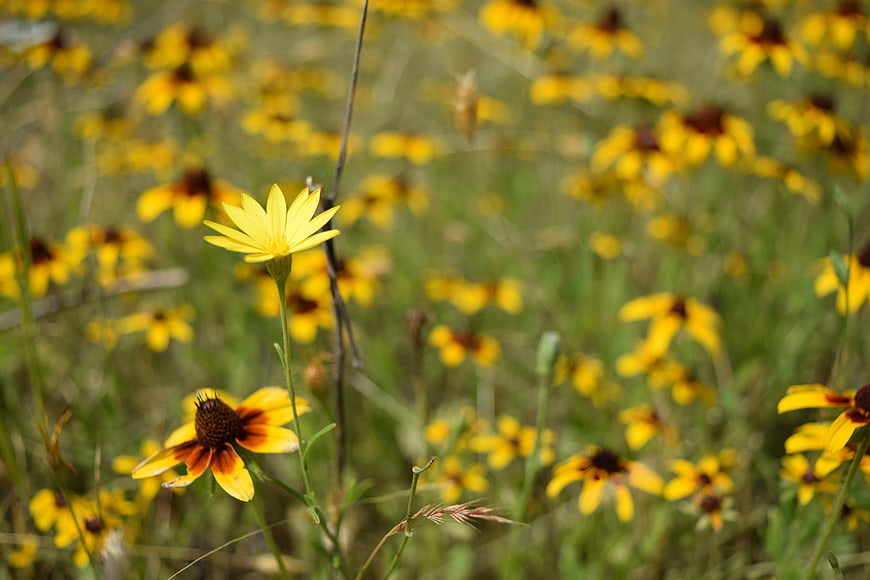 Yellow Wildflowers Blooming in a Green Meadow Field