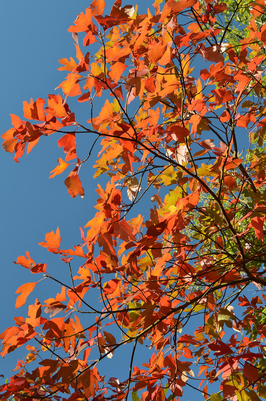 Vibrant Red and Orange Autumn Leaves Against Blue Sky