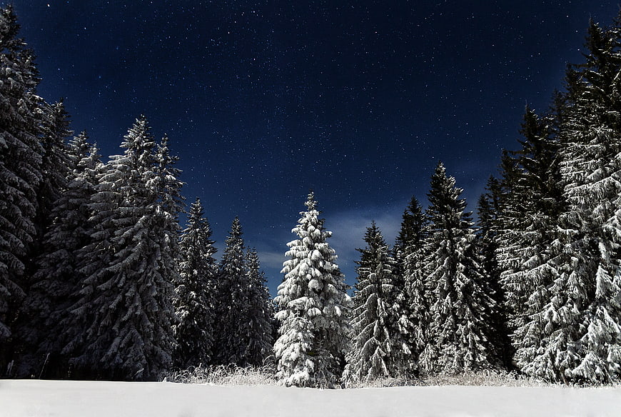 Snowy Pine Forest Under Starry Night Sky