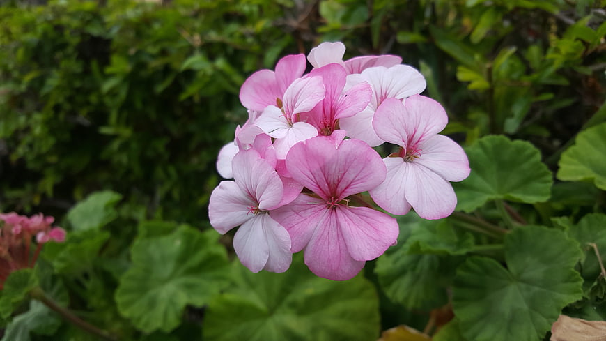 Pink Geranium Flower Close-Up in Garden