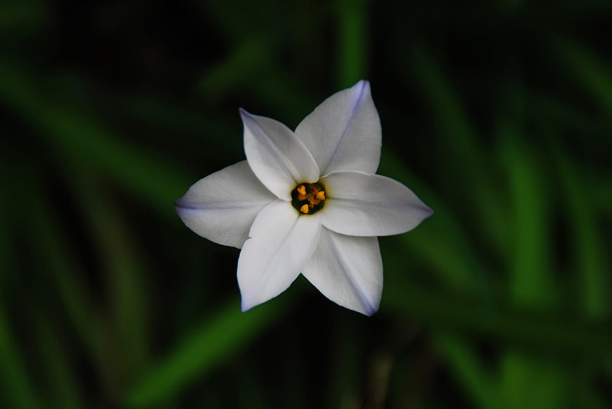 White Starflower with Yellow Center on Dark Green Background