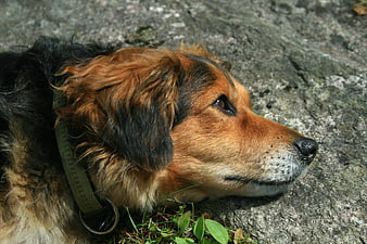 Close-up of a brown and black dog resting on a rock