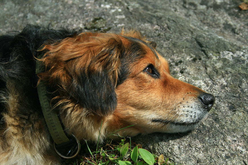 Close-up of a brown and black dog resting on a rock
