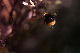 Macro shot of a bumblebee flying near purple flowers in a garden