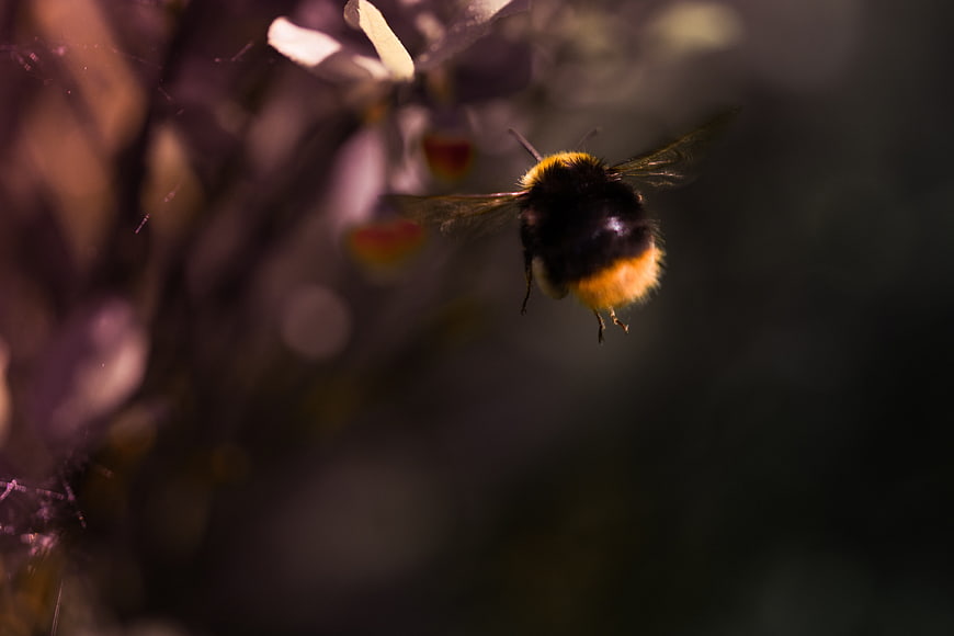 Macro shot of a bumblebee flying near purple flowers in a garden