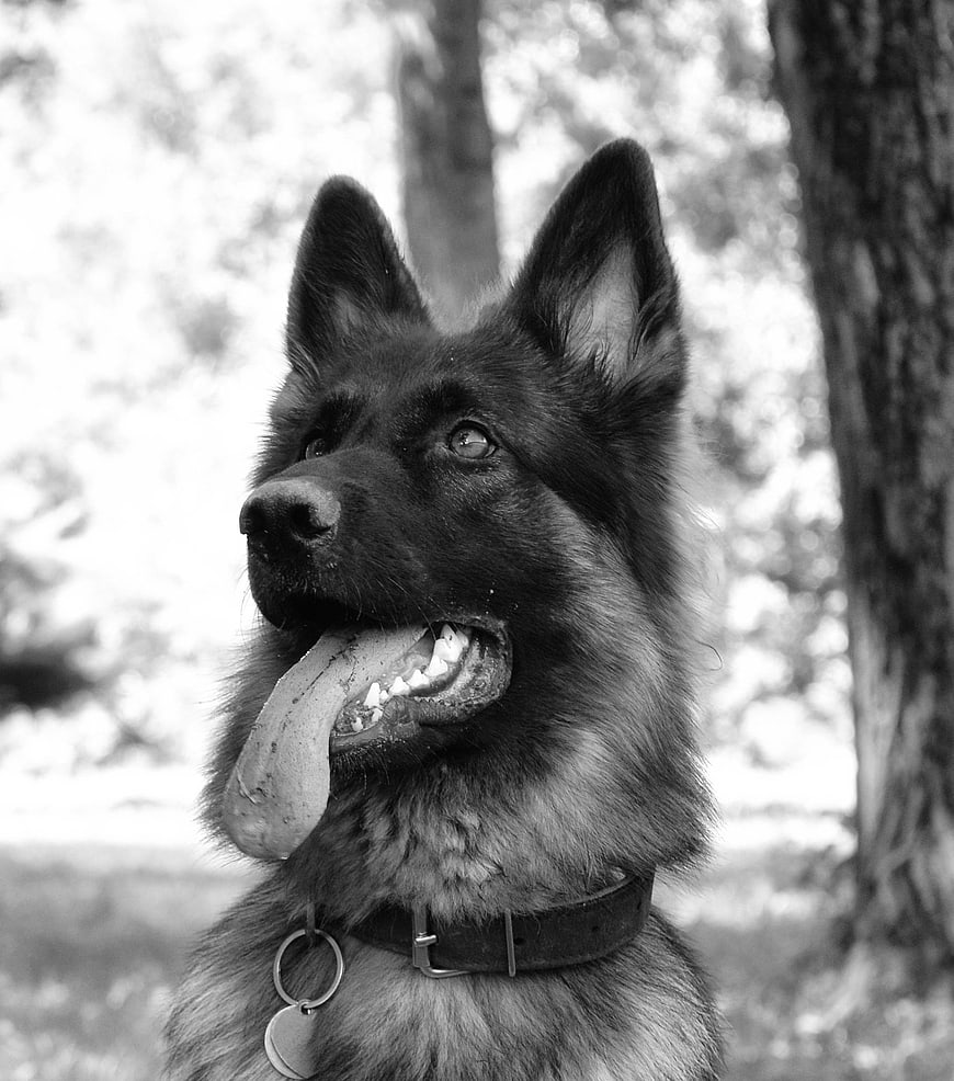Black and white portrait of a happy German Shepherd panting