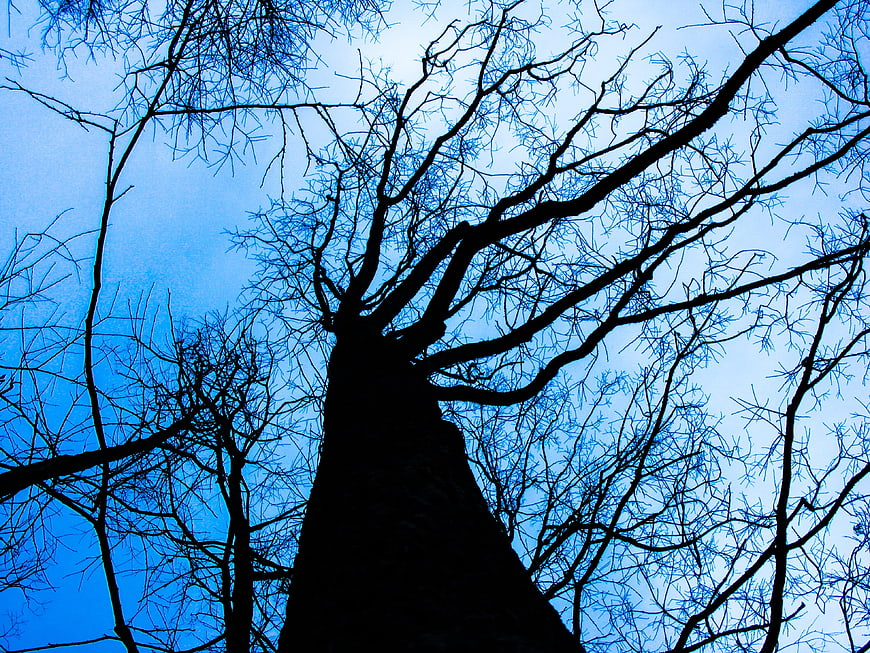 Silhouette of bare tree branches against blue sky
