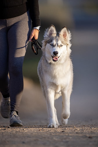 Happy Siberian Husky Walking on Leash Outdoors