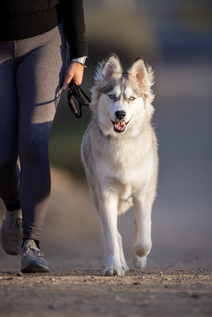 Happy Siberian Husky Walking on Leash Outdoors