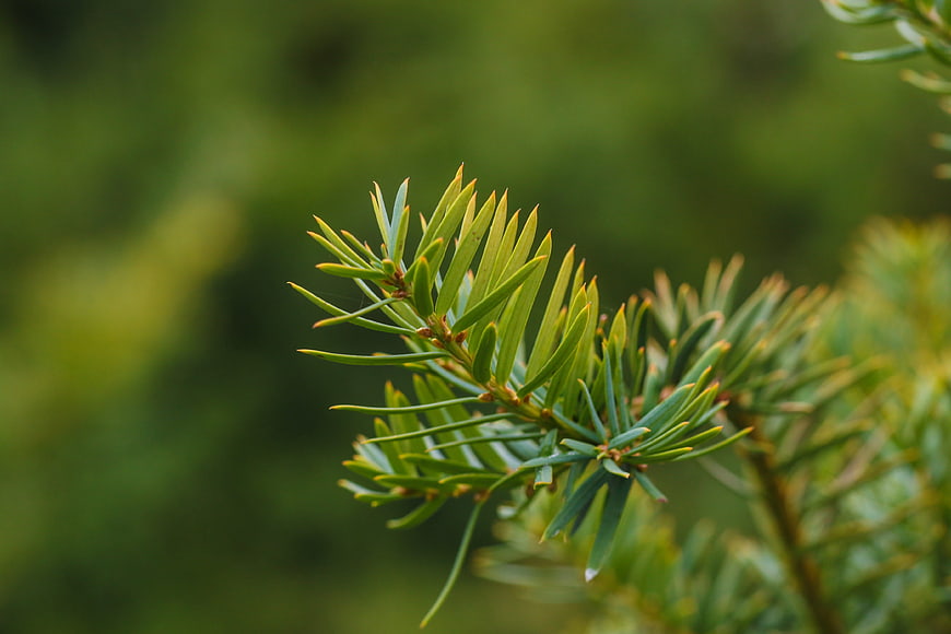 Close-up of green pine needles with blurred forest background