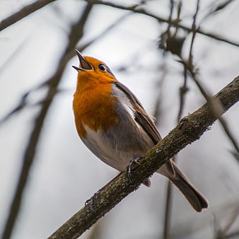 European Robin Singing on a Tree Branch