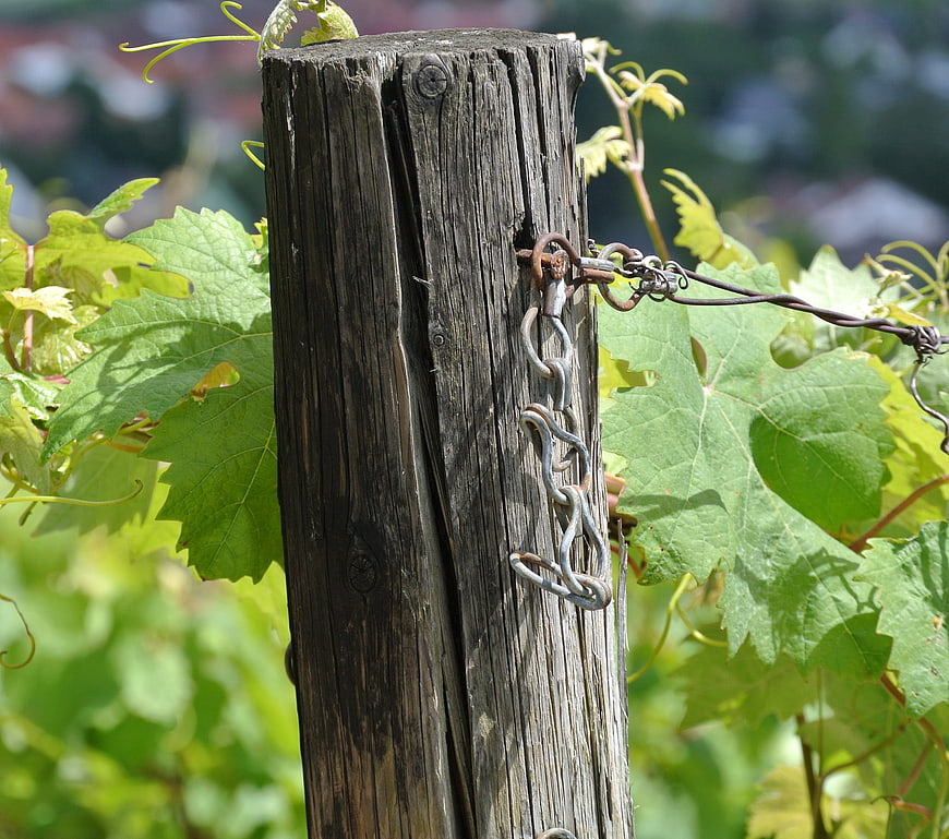 Weathered wooden vineyard post with metal chain and green leaves