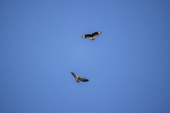 Two Caracaras Soaring in Clear Blue Sky