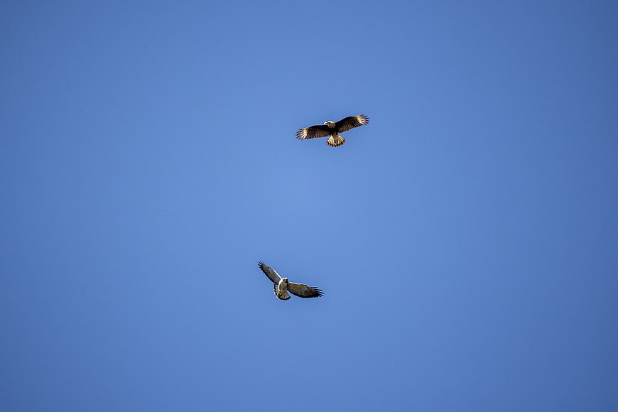 Two Caracaras Soaring in Clear Blue Sky