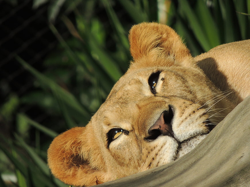 Close-up of a resting lioness head on a log